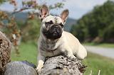 BOULEDOGUE FRANCAIS 676